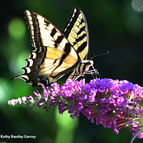 A Western tiger swallowtail nectarine on a butterfly bush. (Photo by Kathy Keatley Garvey)