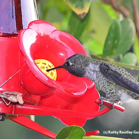 A praying mantis is sprawled out on a hummingbird feeder, as a hummer takes a drink. (Photo by Kathy Keatley Garvey)