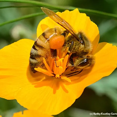 A honey bee gathering pollen from a California golden poppy, California's state flower. The honey bee originated from Africa. (Photo by Kathy Keatley Garvey)