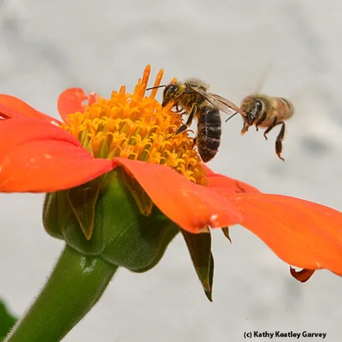 A tiff over a Tithonia. One holds her ground while another wants her share. (Photo by Kathy Keatley Garvey)