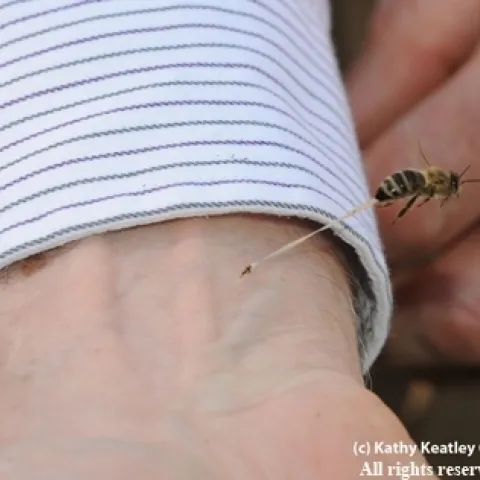 The Sting: A bee stings the wrist of Extension apiculturist Eric Mussen. That's the abdominal tissue trailing. (Photo by Kathy Keatley Garvey)