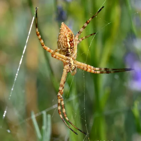 A banded garden spider (Argiope trifasciata)--as identified by UC Davis distinguished professor Art Shapiro--waits for prey. (Photo by Kathy Keatley Garvey)