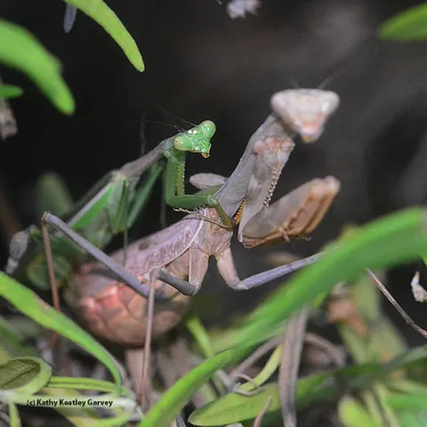 A mating pair of praying mantids. At left is the male, soon to lose his head. (Photo by Kathy Keatley Garvey)