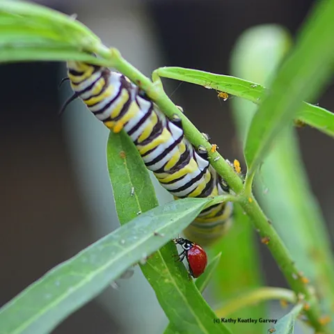 A lady beetle, a monarch caterpillar and an infestation of oleander aphids. (Photo by Kathy Keatley Garvey)