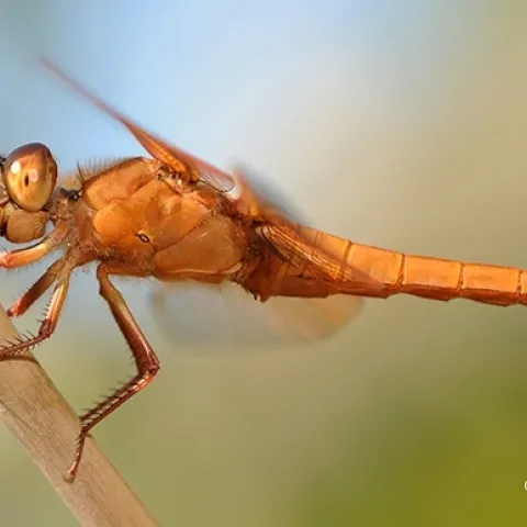 A red flameskimmer dragonfly, (Libellula saturata) perches on a bamboo stake. (Photo by Kathy Keatley Garvey)