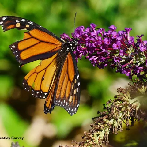 Monarch butterfly showing signs of a predator encounter. (Photo by Kathy Keatley Garvey)