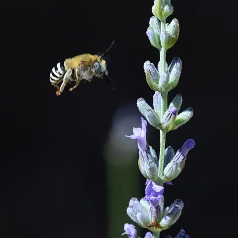 A male digger bee, Anthophora urbana, (as identified by Robbin Thorp of UC Davis) heads for a lavender blossom. (Photo by Kathy Keatley Garvey)