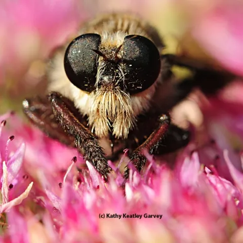 Robber fly staring at the photographer. A robber fly is one of many insects that students use in "How to Make an Insect Collection." (Photo by Kathy Keatley Garvey)