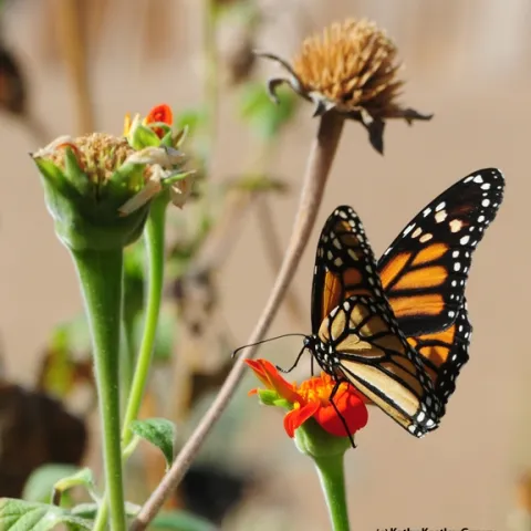 A monarch lands on a Mexican sunflower (Tithonia) in Vacaville, Calif. It may head to an overwintering site in Santa Cruz. (Photo by Kathy Keatley Garvey)