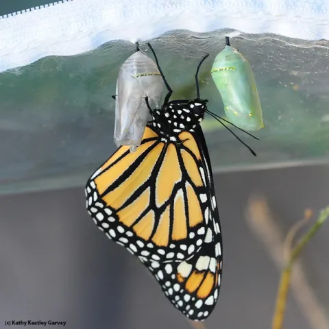 Female monarch has just eclosed. Next to her is a gold-studded jade-green chrysalis. (Photo by Kathy Keatley Garvey)