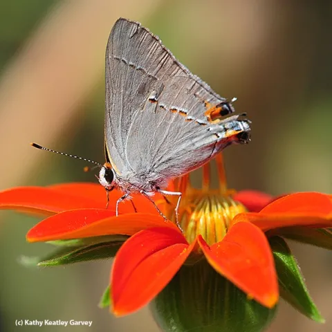 A common gray hairstreak, Strymon melinus, nectarine on a Mexican sunflower (Tithonia). Photo by Kathy Keatley Garvey)