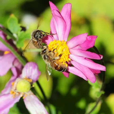 Two honey bees compete for floral resources as they forage on a Japanese anemone in the Luther Burbank gardens, Santa Rosa. (Photo by Kathy Keatley Garvey)