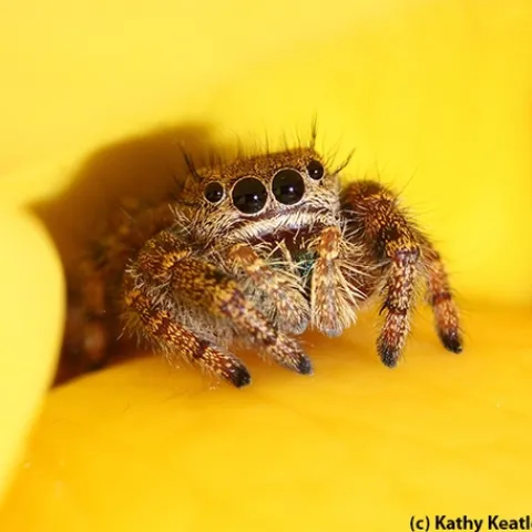 A jumping spider peers out between the petals of a yellow rose. (Photo by Kathy Keatley Garvey)