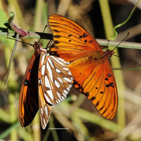 Gulf Fritillaries (Agraulis vanillae) mating on a passionflower vine. (Photo by Kathy Keatley Garvey)