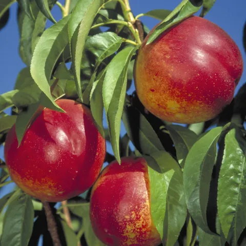 Nectarines on tree