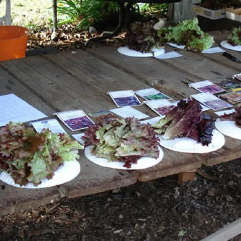 Lettuce tasting