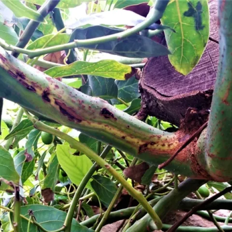 Sun Blotch Branch