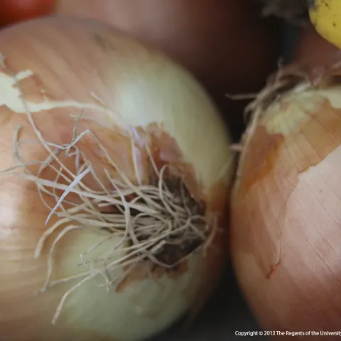 Yellow Onions (Photo: Evett Kilmartin)