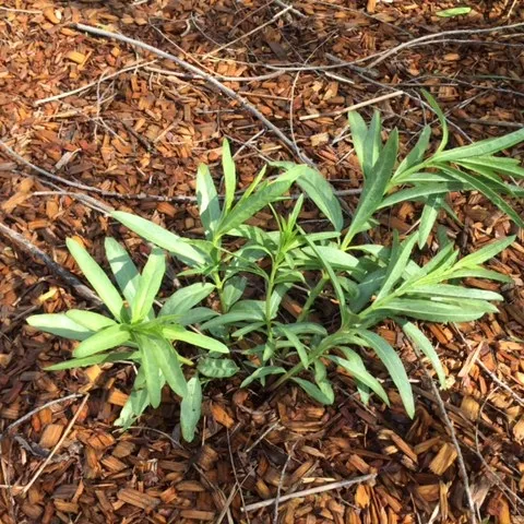 Narrowleaf milkweed