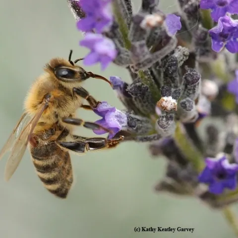 A varroa mite (see reddish-brown spot under the wing) clings to a bee foraging on lavender. (Photo by Kathy Keatley Garvey)