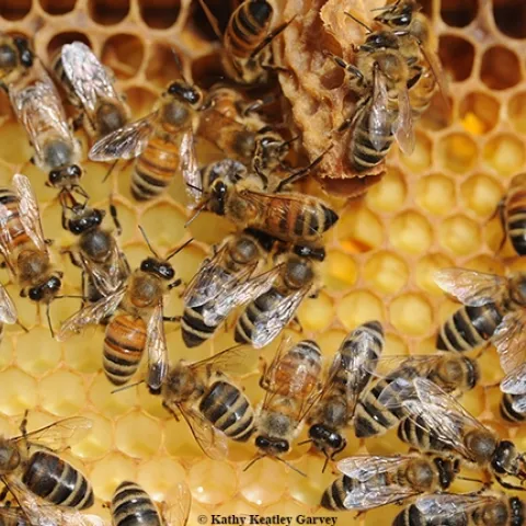 Foraging honey bees return to the hive to share nectar, which the house bees will turn into honey. (Photo by Kathy Keatley Garvey)