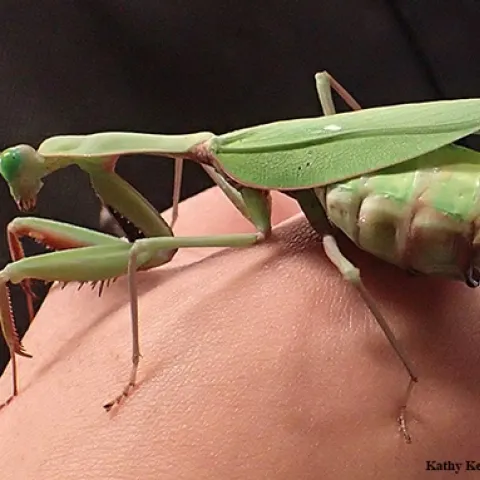 This praying mantis, nicknamed "Watermelon," is an adult female Australian rainforest mantis, Hierodula majuscola, part of the collection of UC Davis entomology student Lohit Garikipati. He will display this mantis and others from 1 to 4 p.m., Saturday, Feb. 17 at the Bohart Museum of Entomology. (Photo by Kathy Keatley Garvey)