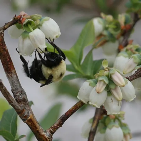 A bumble bee pollinating blueberries. (Photo courtesy of Rachael Winfree, Rutgers University)