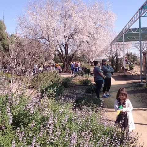 A young girl searches for bees amid the blossoms of the California native plant, Brandegee's sage (Salvia brandegeei) (Photo by Kathy Keatley Garvey)