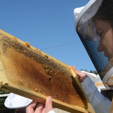 When it comes to gender, most beekeepers are males. In national beekeeping groups women represent less than a third of leadership positions, according to the Bee Culture magazine. (Photo by Kathy Keatley Garvey)