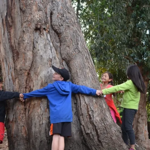 Youth circling around a large tree