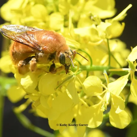 A male Valley carpenter bee, Xylocopa varipuncta, nectars on a a mustard blossom in Vacaville, Calif. on Sunday, March 25. (Photo by Kathy Keatley Garvey)