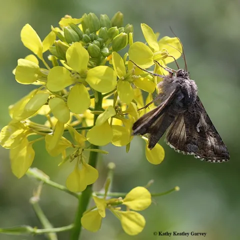 The alfalfa looper moth, Autographa californica, nectaring on mustard blossoms in Vacaville, Calif. (Photo by Kathy Keatley Garvey)