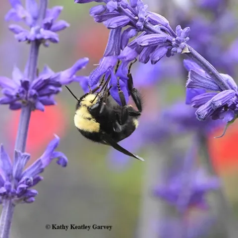A yellow-faced bumble bee, Bombus vosnesenskii, on Salvia "Indigo Spires" in Kate Frey's pollinator garden at the Sonoma Cornerstone. (Photo by Kathy Keatley Garvey)