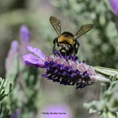 A male mountain carpenter bee, Xyclocopa tabaniformis orpifex, nectaring on Spanish lavender. (Photo by Kathy Keatley Garvey)