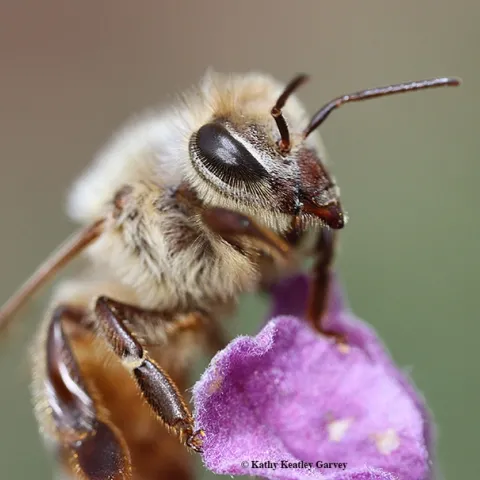 Close-up of the eye of a honey bee. (Photo by Kathy Keatley Garvey)