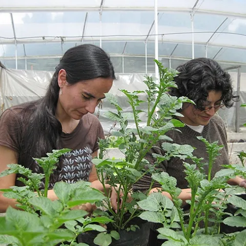 Katja Poveda (left), assistant professor of entomology at Cornell, working on potatoes in her greenhouse.