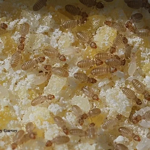 Booklice, Liposcelis bostrychophila, in cornmeal. This image was taken with a Canon MPE-65mm lens. The bugs are five times their life size. (Photo by Kathy Keatley Garvey)