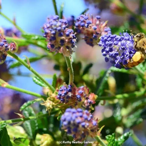 Honey bees love ceanothus, a plant that will be offered at the Häagen-Dazs Honey Bee Haven on Saturday, April 7 from 11 a.m. to 2 p.m., and at the UC Davis Arboretum Plant Nursery sale on April 14 from 9 a.m. to 1 p.m. (Photo by Kathy Keatley Garvey)