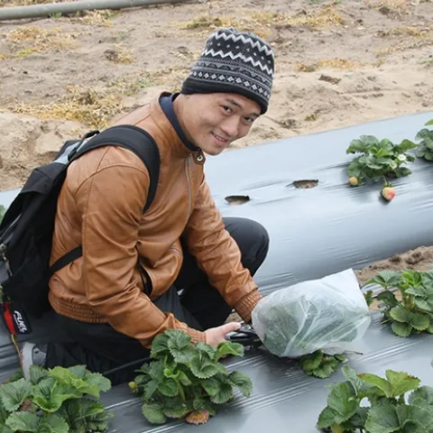 Hoang Danh "Derrick" Nguyen, who is studying for his master's degree in entomology, is shown here sampling insects from strawerry plants. (Photo by Christian Nansen)
