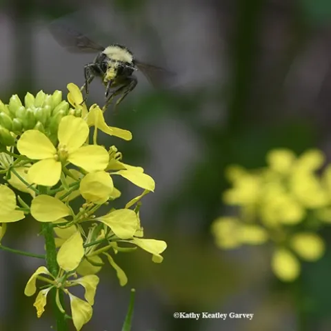 A pollen-laded yellow-faced bumble bee, Bombus vosnesenskii, buzzes toward a mustard blossom. (Photo by Kathy Keatley Garvey)