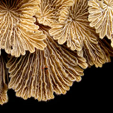 white rot fungi