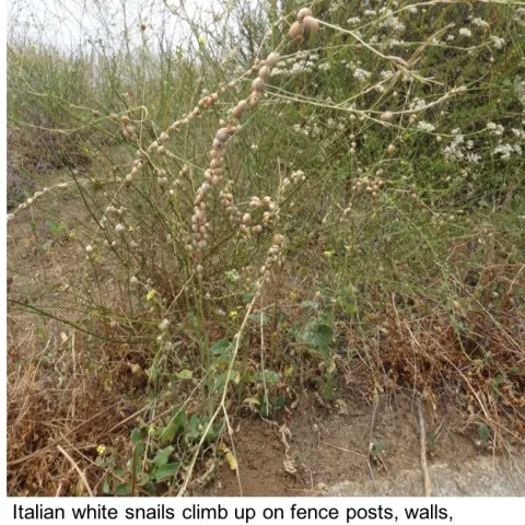 Italian white snails on fence