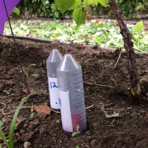 Centrifuge tube covering fruit infested with larva in a quest to find SWD pupae.