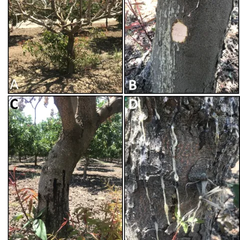 Figure for Phytophthora article