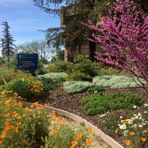Berger Native Garden, by Rebecca Schoenenberger