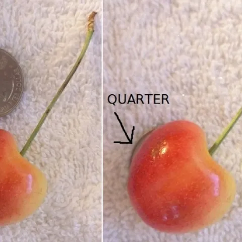 cherries small and big