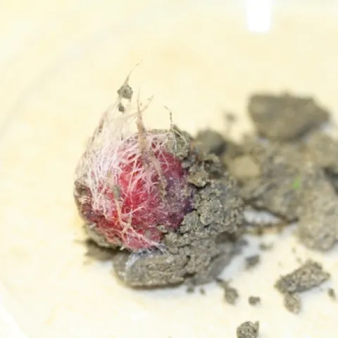 Fallen raspberry fruit with surrounding soil attached. White growths are a fungus.