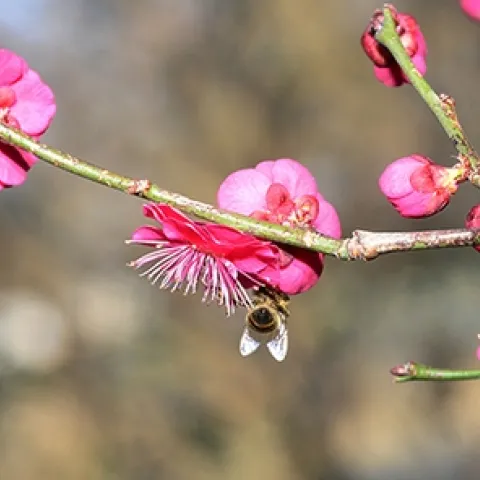 A honey bee takes a liking to a red Japanese apricot, Prunus mume "Matsubara red," n the Storer Garden, UC Davis Arboretum and Public Garden. This blooms around January-February. (Photo by Kathy Keatley Garvey)