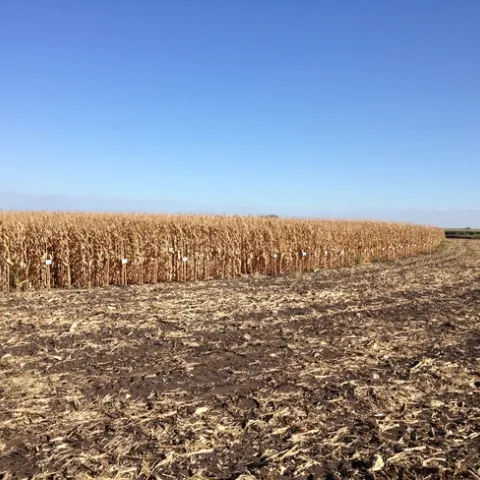 Delta field corn variety trial