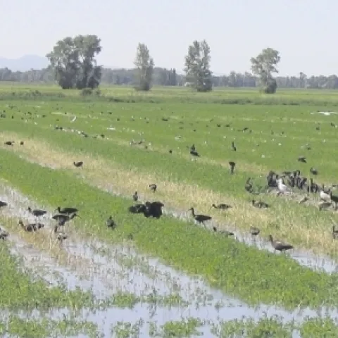 Birds foraging for insects and rodents in flood irrigated alfalfa. Photo: Capital Press
